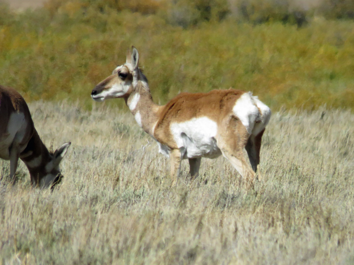 skinnypronghorn