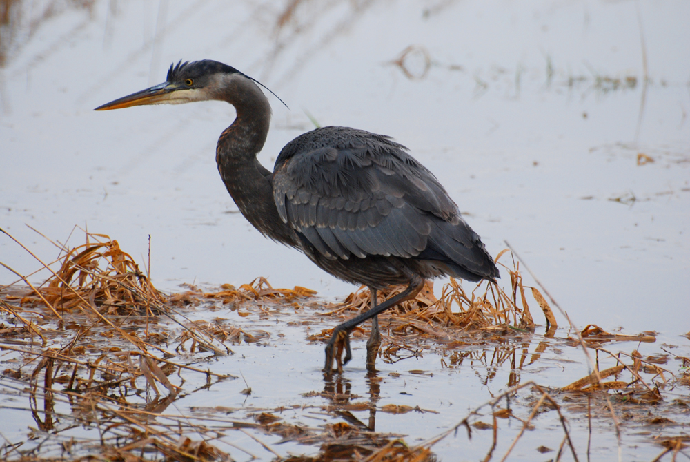 heron2