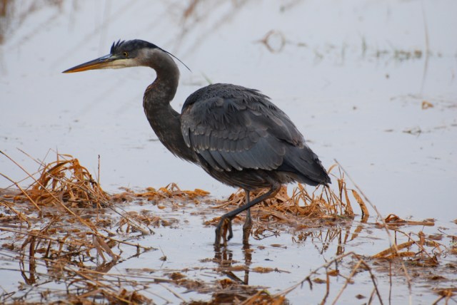 heron2