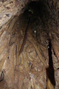 2232014_insidestranglerfig