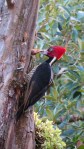 cabinas_palebilledwoodpecker