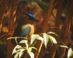 montemotmot