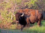 APRBisonBuffaloCamp
