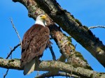 BaldEagle