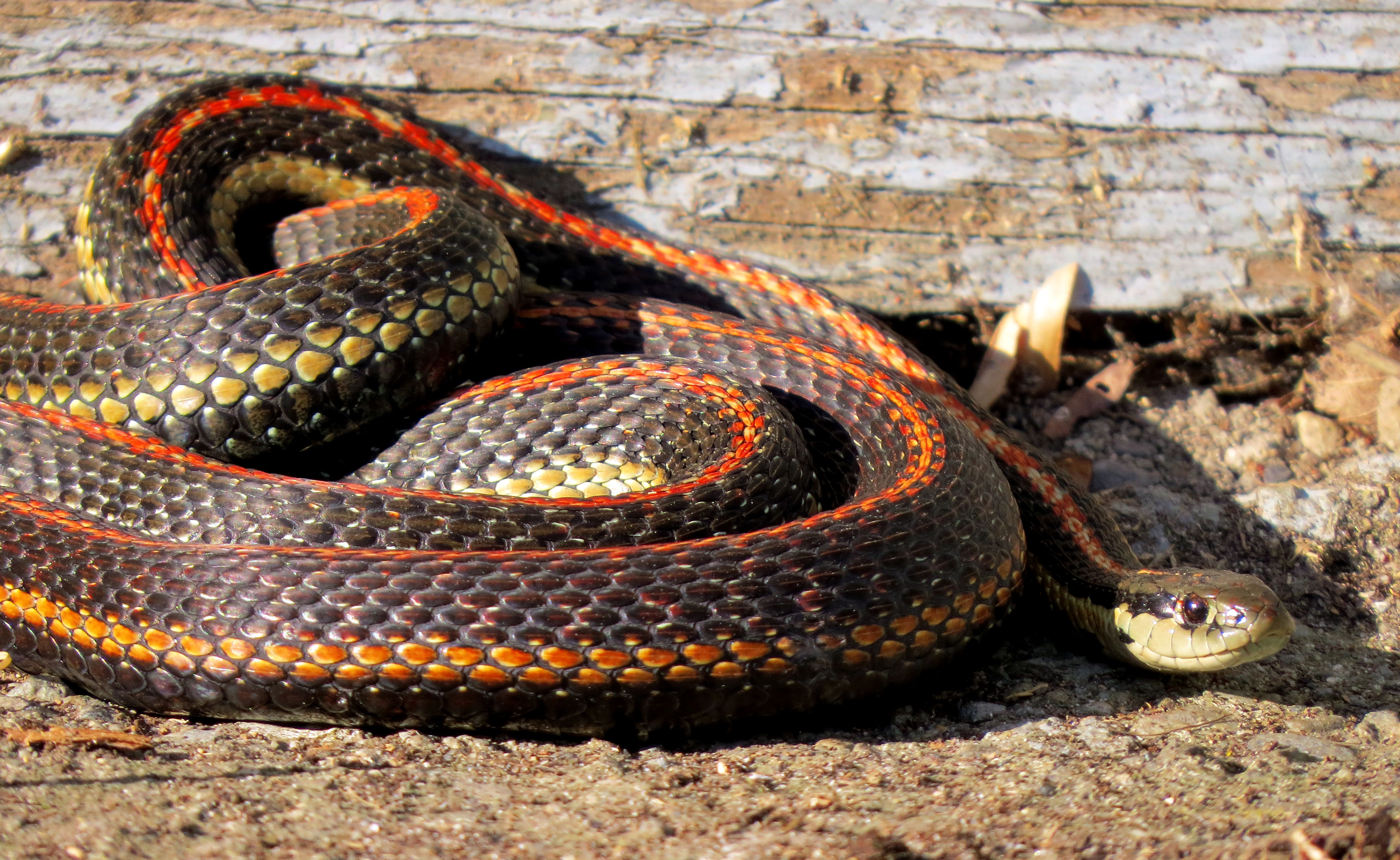 GarterSnakes