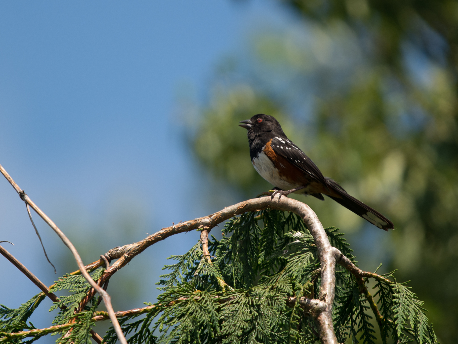 TowheeWeb