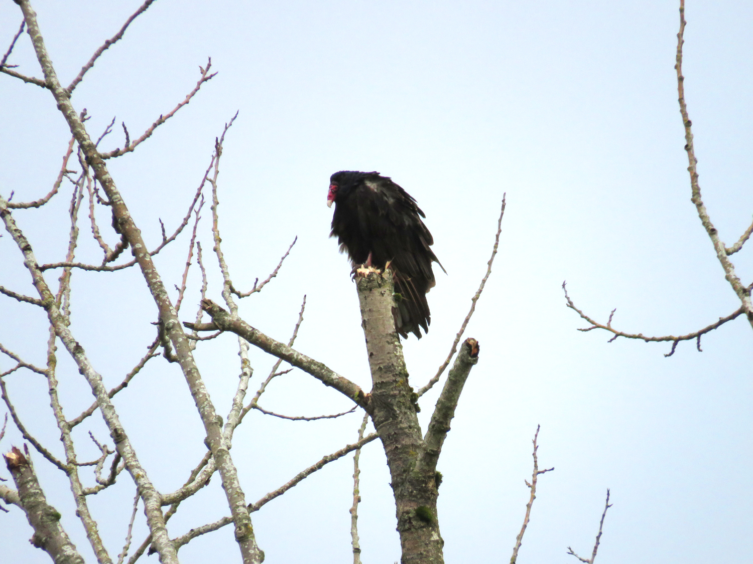 Vulture