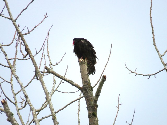 Vulture