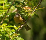 Grosbeak