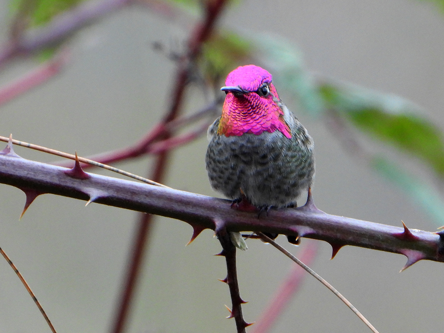 A hummingbird with brilliant fuchsia gorget and green irridescent body sits on a thick, thorny blackberry cane. 