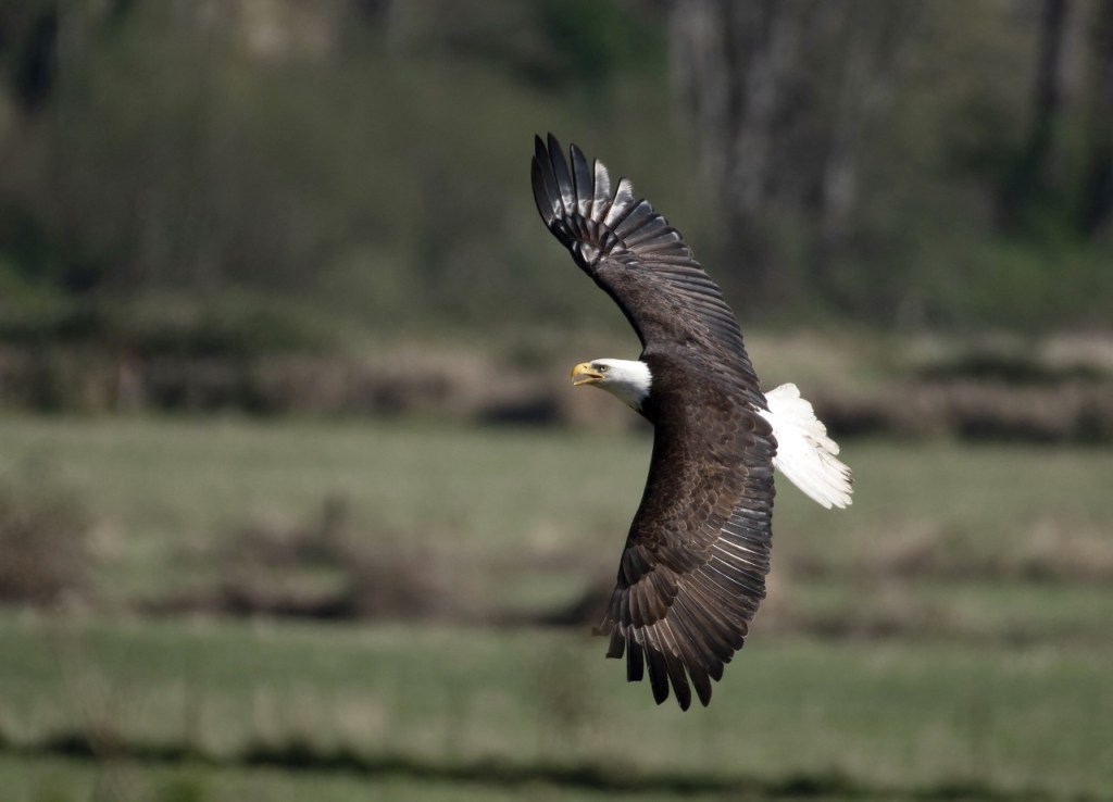 A jalopy full of&nbsp;animals