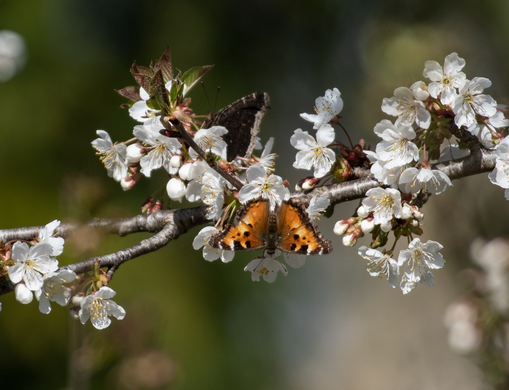Two butterflies sit on white flowers supported by a dark, shiny branch. 